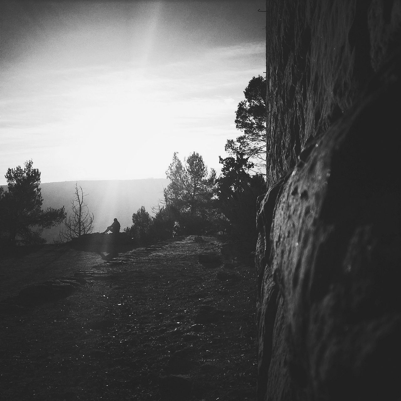 sky, tranquility, tranquil scene, sun, sunlight, tree, nature, scenics, sunbeam, landscape, beauty in nature, cloud - sky, lens flare, day, cloud, non-urban scene, outdoors, field, remote, no people