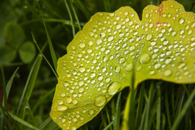 Close-up of wet leaves