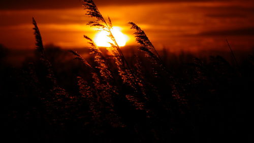 Close-up of silhouette plants on field against sky at sunset
