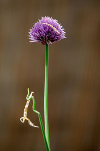 Close-up of purple flowering plant