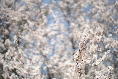 Close-up of cherry blossom during winter