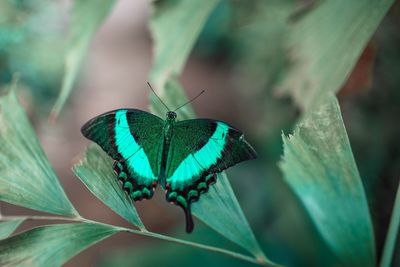 Close-up of butterfly on leaf