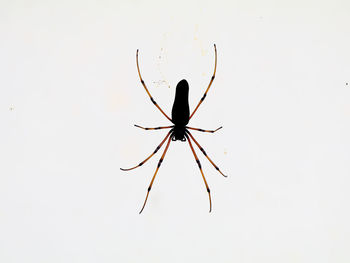 Close-up of spider on white background