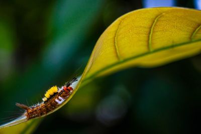 Close-up of insect on leaf