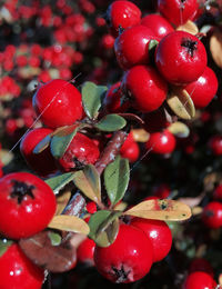 Close-up of cherries on tree