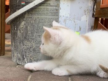 Close-up of a cat looking away