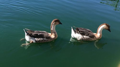 High angle view of ducks swimming in lake