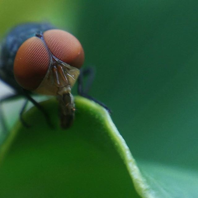 insect, animal themes, one animal, animals in the wild, wildlife, close-up, focus on foreground, green color, leaf, selective focus, nature, plant, growth, no people, day, outdoors, beauty in nature, stem, green, full length