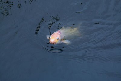 High angle view of jellyfish swimming in lake