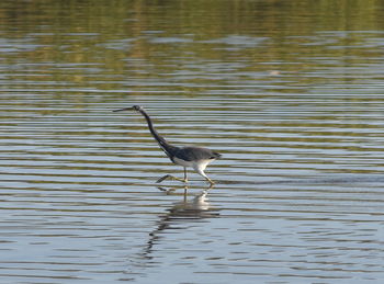 Bird on rippled water