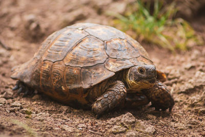 Turtle in the mountains