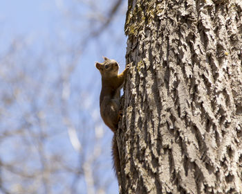 American red squirrel seen gripping a tree trunk going upward during a sunny day