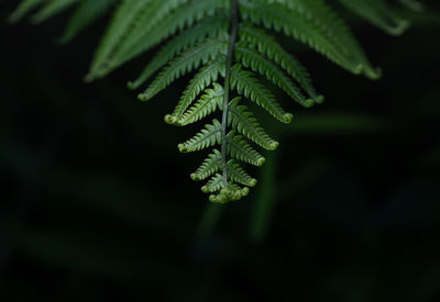 Close-up of fern leaves