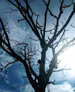 Low angle view of silhouette bare tree against sky