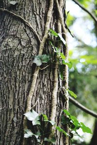 Close-up of lizard on tree trunk