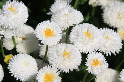 Close-up of white daisy flowers