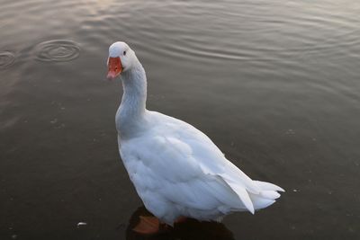 High angle view of swan swimming in lake