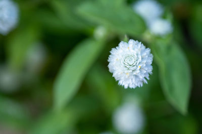 Close-up of white flowering plant