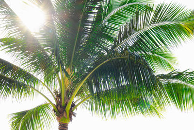 Low angle view of palm trees against sky