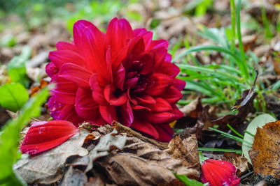 Close-up of red flowers blooming outdoors