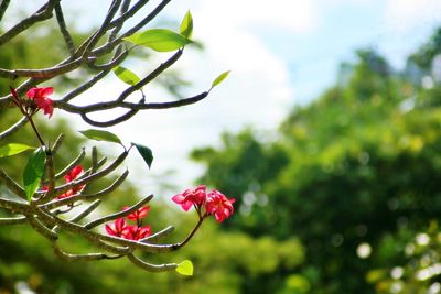 Close-up of red flowering plant against blurred background