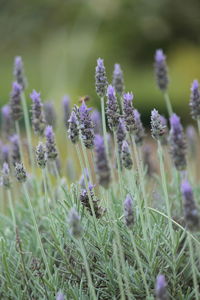 Close-up of purple flowering plant
