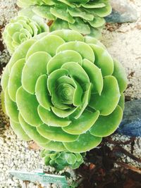 Close-up of succulent plant