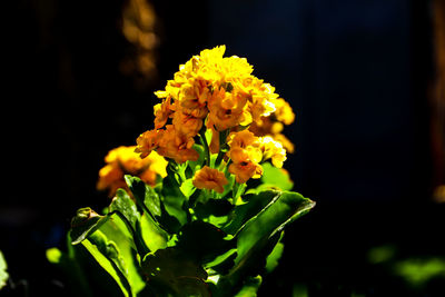 Close-up of yellow flowering plant