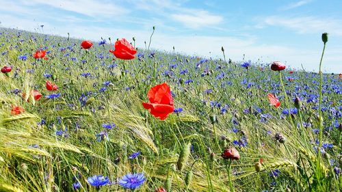 Close-up of poppies blooming on field against sky