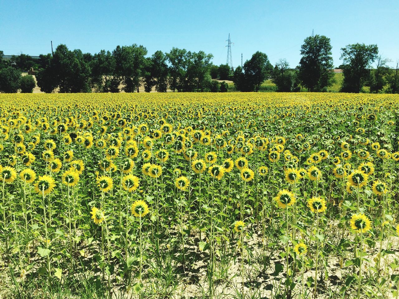 flower, yellow, agriculture, field, growth, rural scene, beauty in nature, freshness, farm, nature, landscape, tranquil scene, oilseed rape, clear sky, crop, tranquility, sunflower, abundance, fragility, scenics