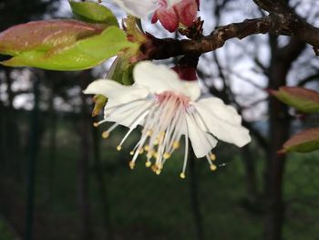 Close-up of white flower on tree