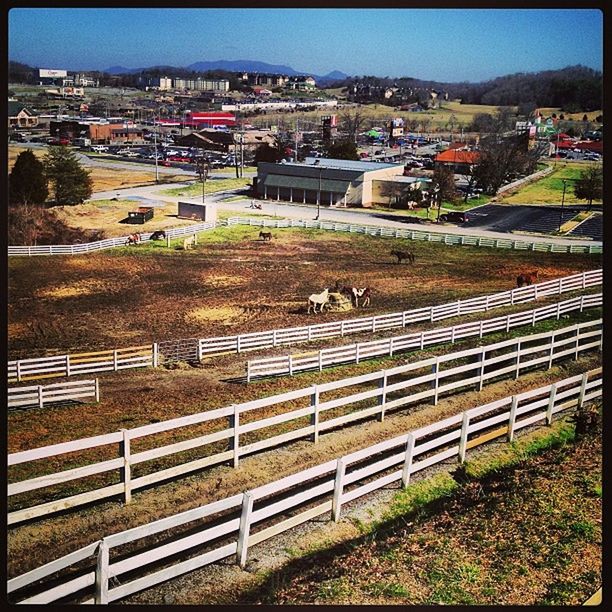 transfer print, building exterior, animal themes, built structure, domestic animals, architecture, auto post production filter, fence, high angle view, house, mammal, sky, landscape, railing, field, outdoors, residential structure, day, sunlight, livestock