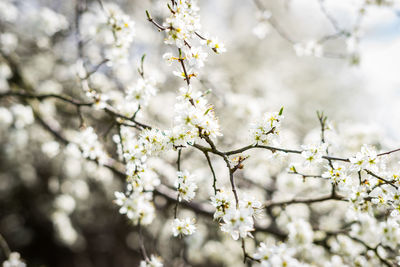 Close-up of apple blossoms in spring