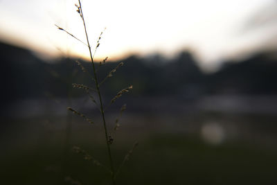 Close-up of plant against sky