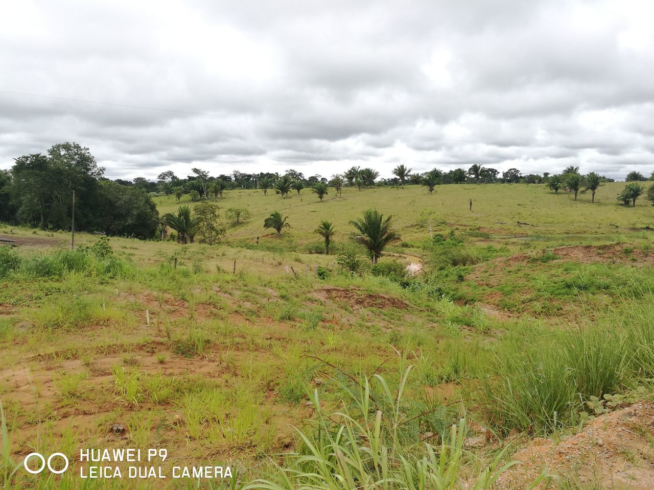 grass, cloud - sky, landscape, nature, field, growth, day, sky, tree, no people, outdoors, scenics, beauty in nature