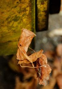 Close-up of dry leaves