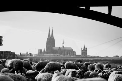 Sheeps in front of cologne