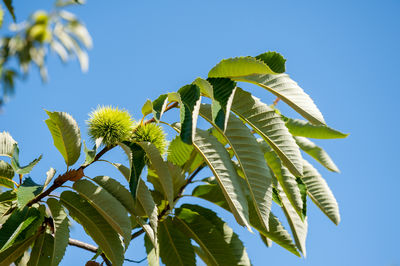 Low angle view of fresh green plant against clear blue sky