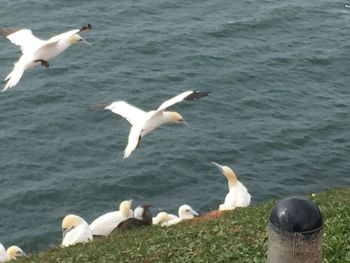 Seagull perching on rock