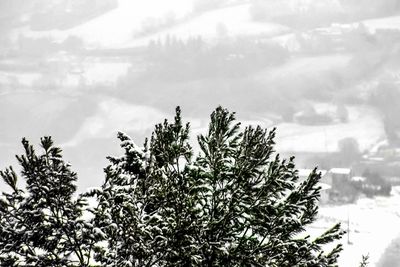 Trees against sky