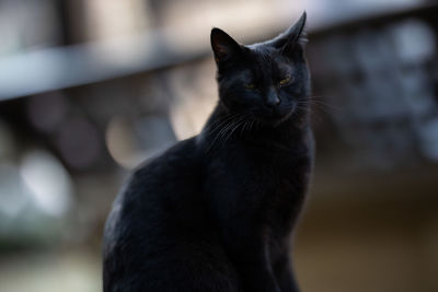 Close-up portrait of black cat sitting on floor