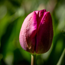 Close-up of pink tulip flower