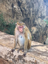 Monkey of sri lanka 