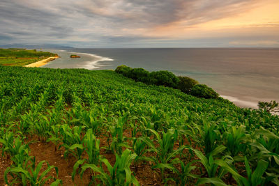 Scenic view of sea against sky during sunset