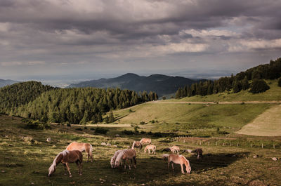 Sheep grazing on field