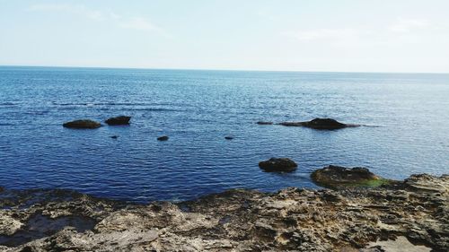 Birds swimming in sea against sky