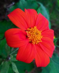 Close-up of red flower