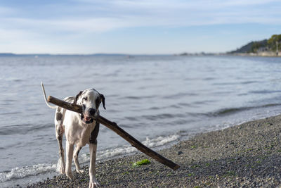 Dog carrying wood at beach against sky