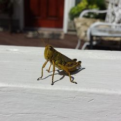 Close-up of insect