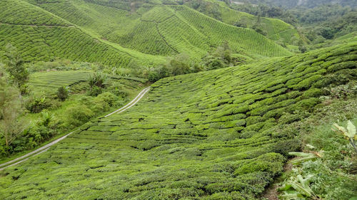 High angle view of green landscape